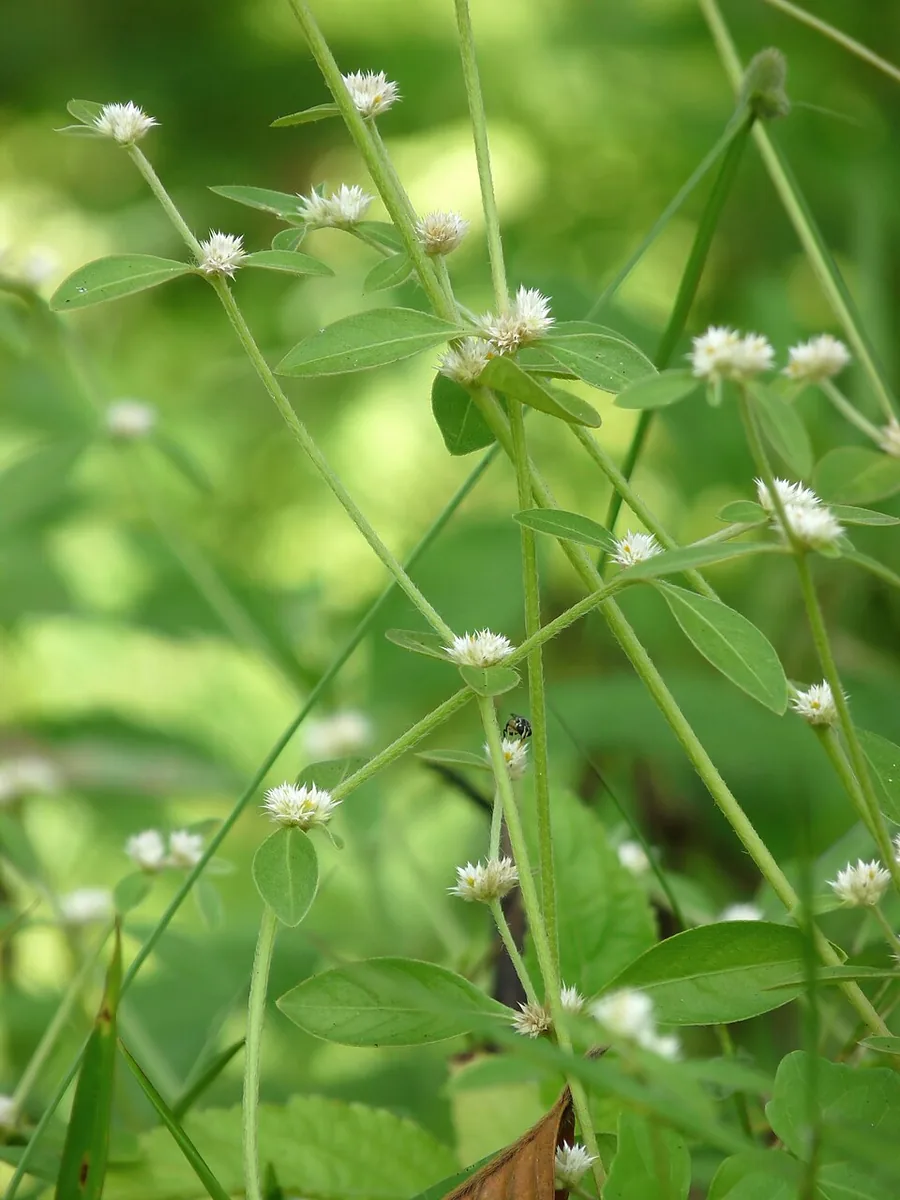 Alternanthera sessilis – bimë akuariumi