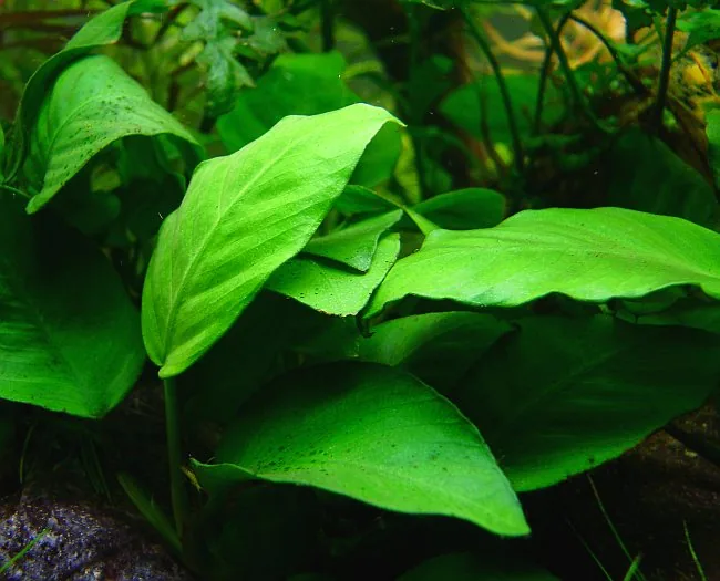 Anubias barteri var. nana 'Petite' – bimë akuariumi