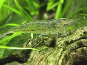Amano Shrimp (Caridina multidentata)