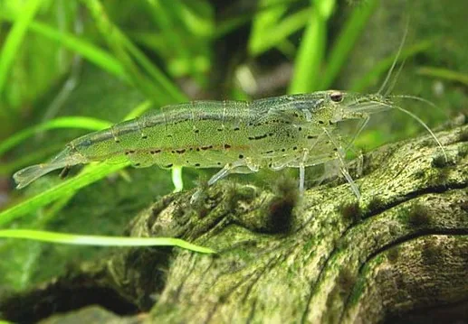 Amano Shrimp