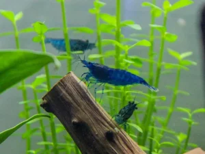 Neocaridina Blue Dream (Karkalec blu)