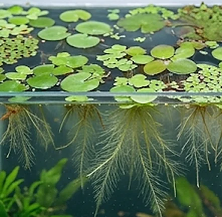 Pluskuese