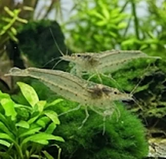 Karkaleca Amano