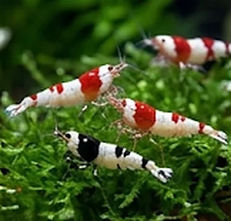 Karkaleca Caridina