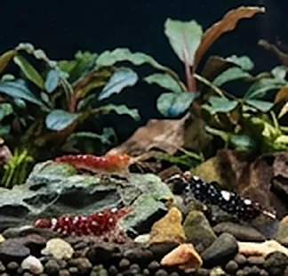 Karkaleca Sulawesi