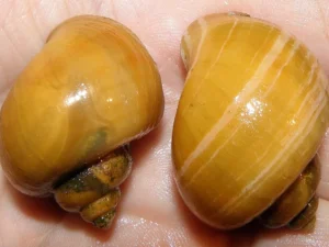 Mystery Snail (Pomacea diffusa)