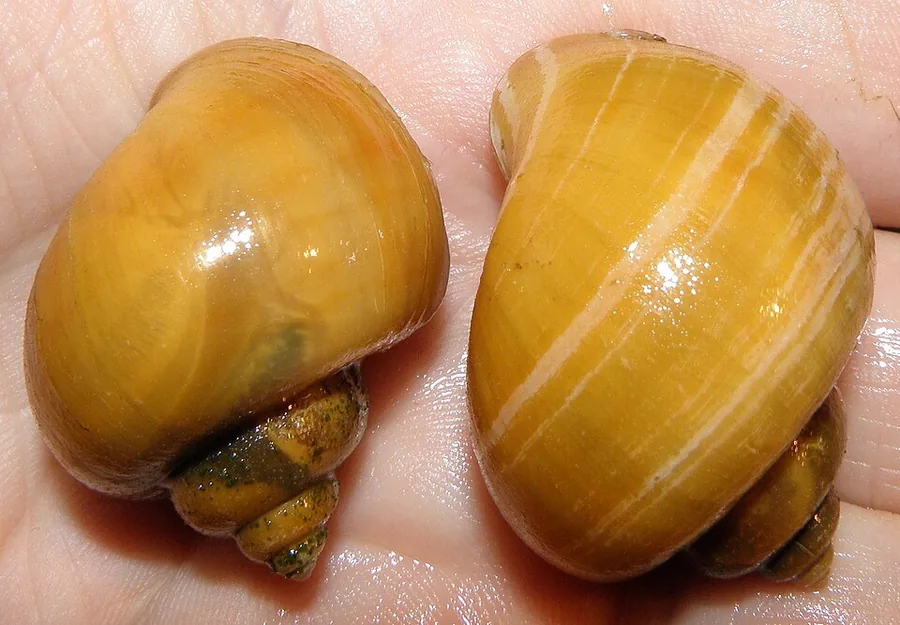 Mystery Snail