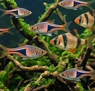 Rasbora, Barbus & Danio