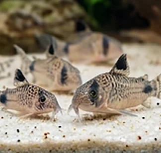 Mustakë (Korido & Ancistrus)