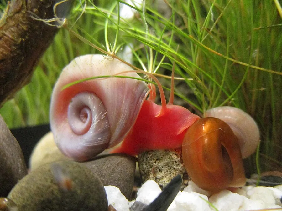 Planorbis (Ramshorn)