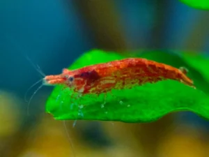 Neocaridina Red Cherry (Karkalec i kuq)