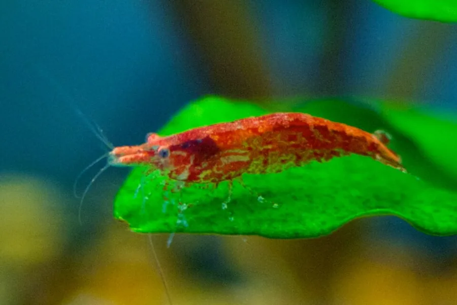 Neocaridina Red Cherry