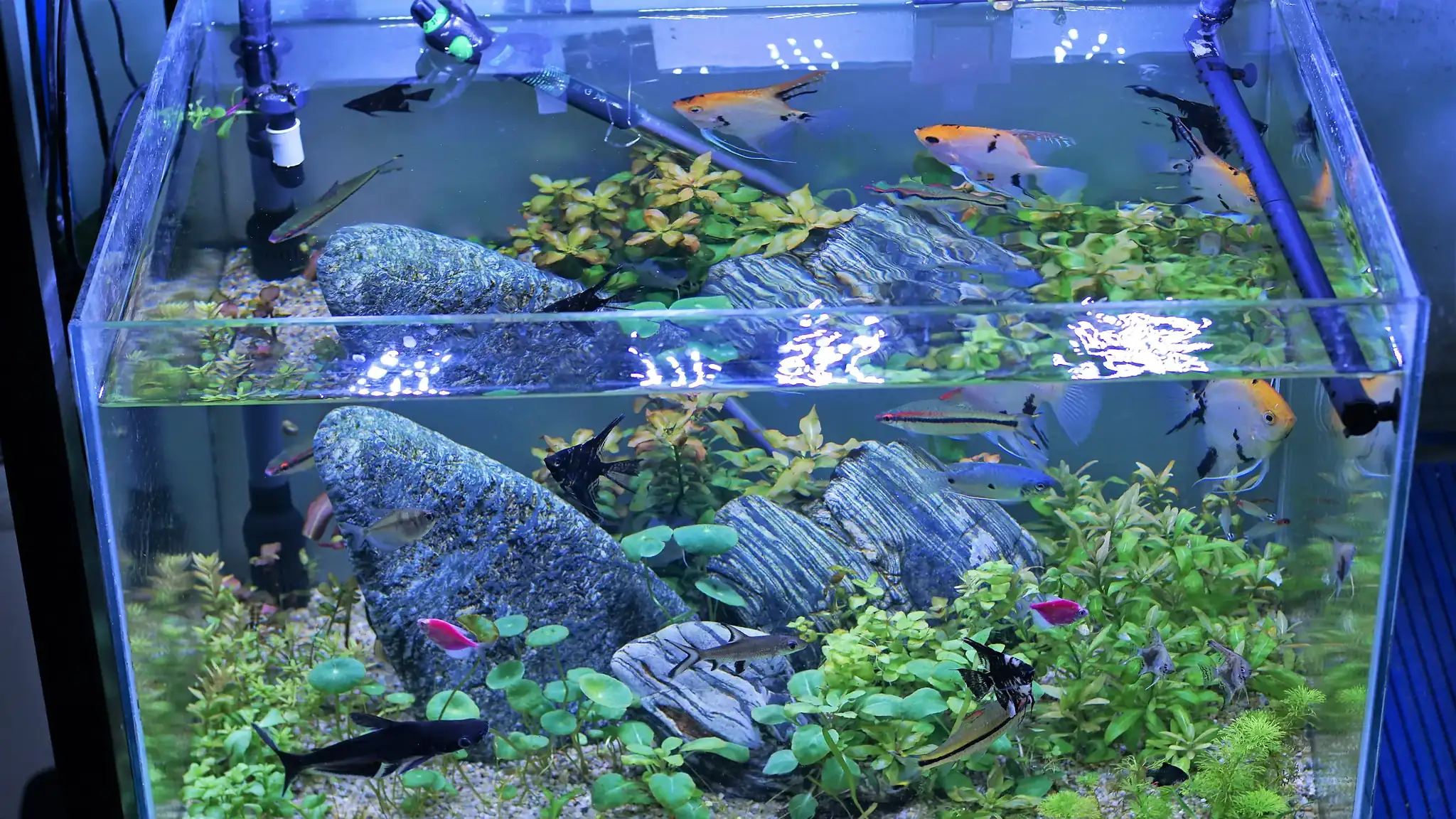 Akuarium me bime natyrale dhe peshq engjell - AquaWorld Albania