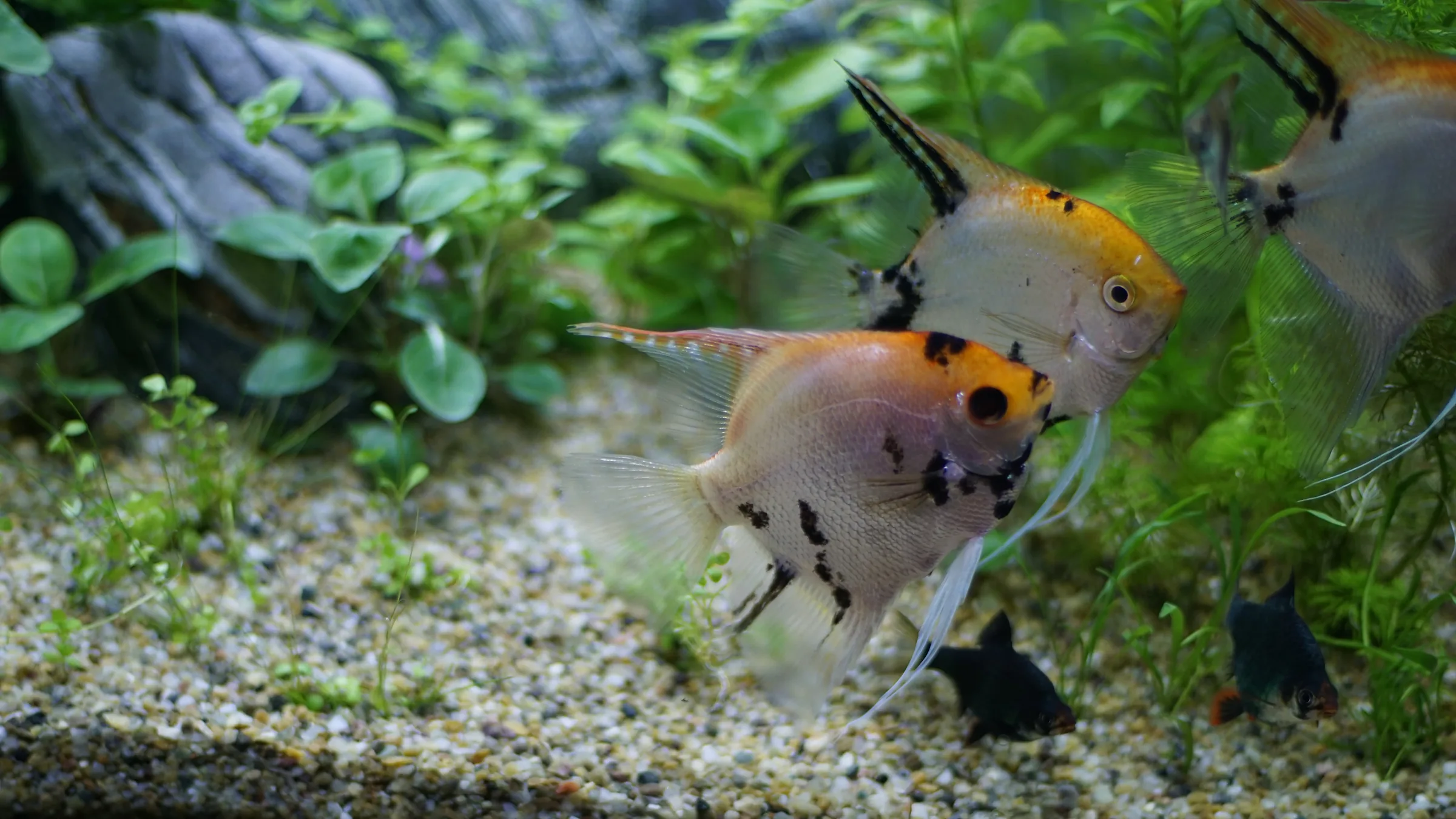 Peshq engjell (Pterophyllum) - AquaWorld Albania