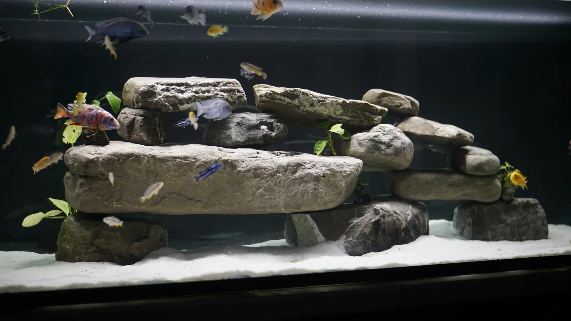 Ciklide afrikane Malawi mes shkembinjve - AquaWorld Albania