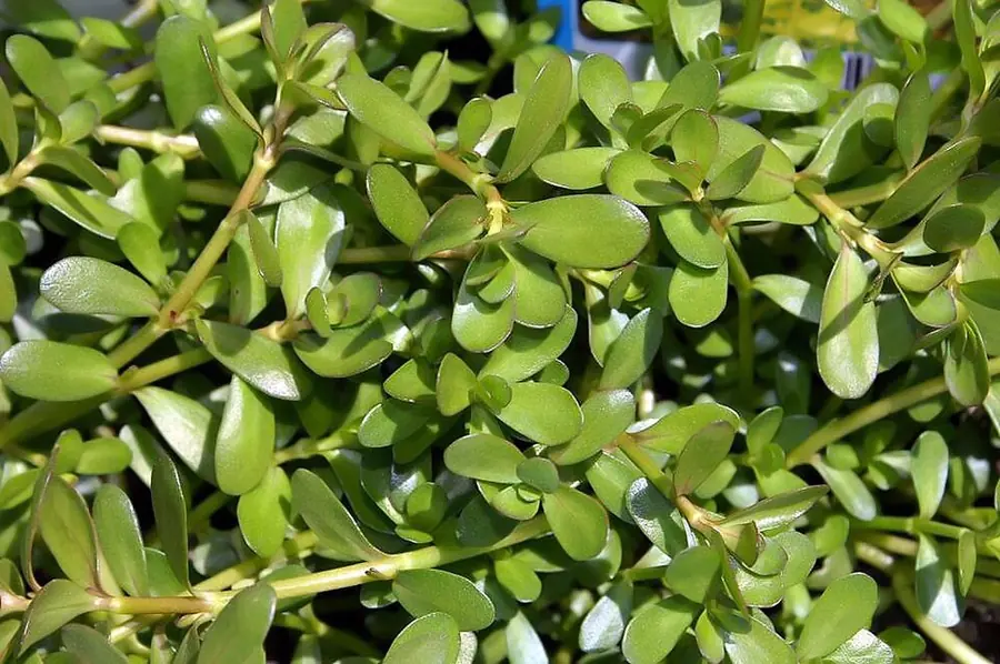 Bacopa caroliniana – bimë akuariumi