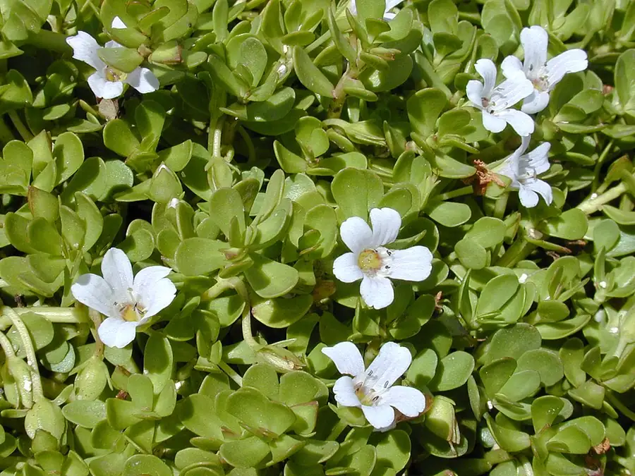 Bacopa monnieri – bimë akuariumi