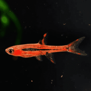 Mosquite Rasbora