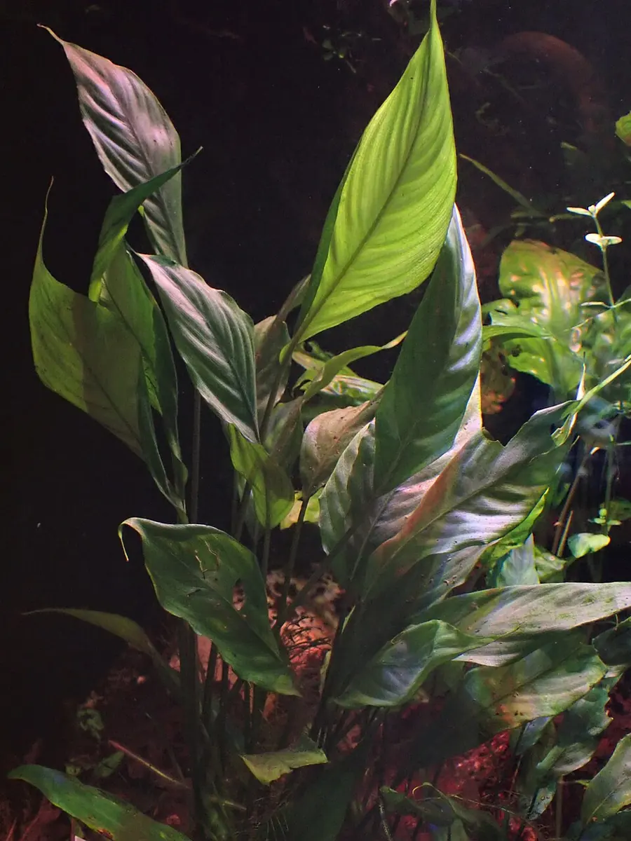 Bucephalandra – bimë akuariumi