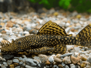Ancistrus 1.5-2.5cm