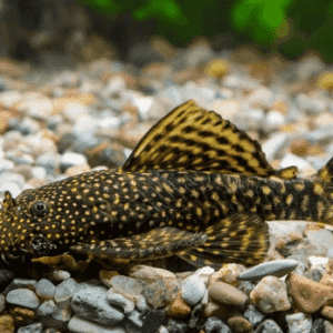 Ancistrus 3-5cm