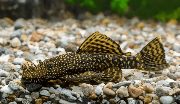 Ancistrus (Bristlenose Pleco) – peshk akuariumi