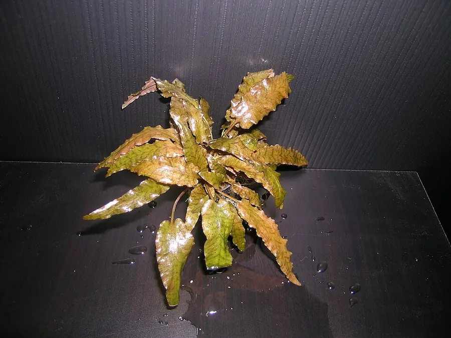 Cryptocoryne wendtii 'Brown' – bimë akuariumi