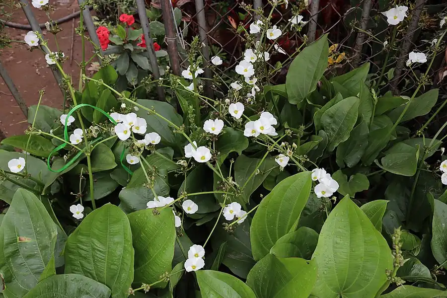 Echinodorus cordifolius – bimë akuariumi