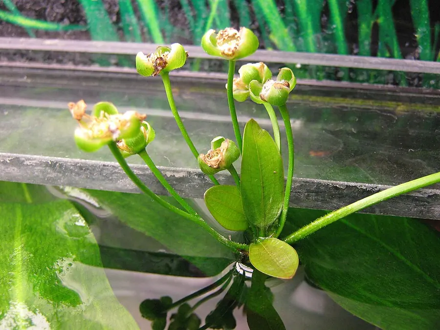 Echinodorus floribundus – bimë akuariumi