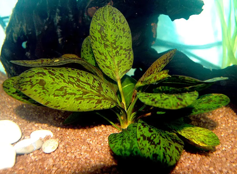 Echinodorus 'Ozelot' – bimë akuariumi