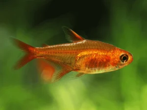 Ember Tetra (Hyphessobrycon amandae)