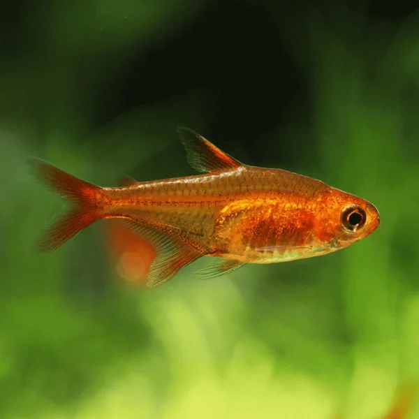 Ember Tetra (Hyphessobrycon amandae)