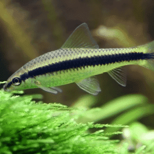 Siamese Algae Eater 3-4 cm