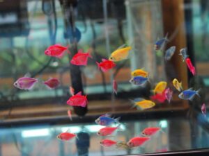 GloFish Tetra 3- 5 cm