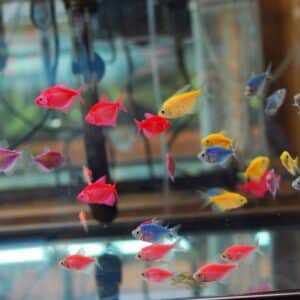 GloFish Tetra 3- 5 cm