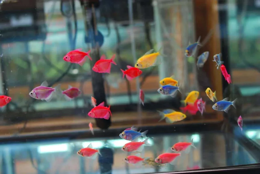 GloFish Tetra – peshk akuariumi