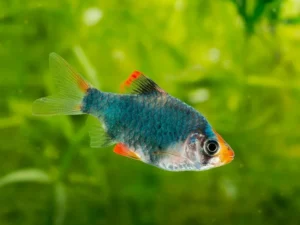 Green Tiger Barb (Puntigrus tetrazona)