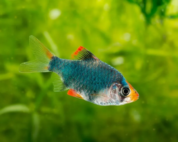 Tiger Barb (Green / Moss) – peshk akuariumi