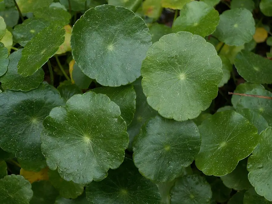 Hydrocotyle leucocephala – bimë akuariumi