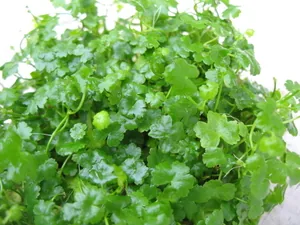 Hydrocotyle tripartita 'Japan' – bimë akuariumi