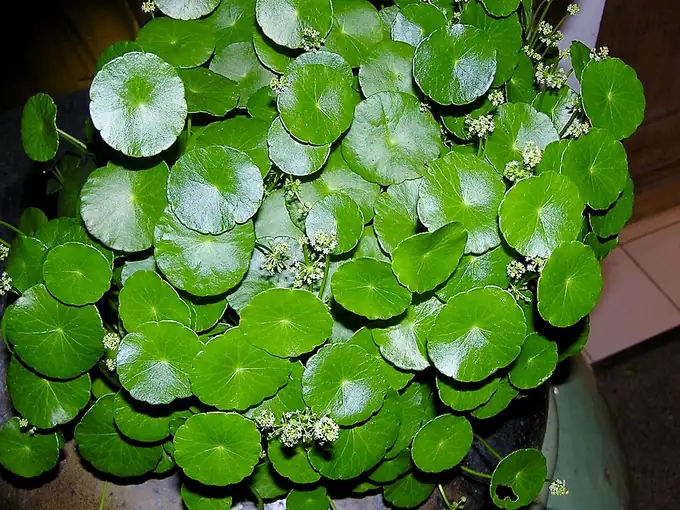 Hydrocotyle verticillata – bimë akuariumi