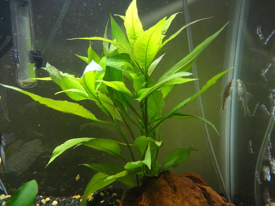 Hygrophila corymbosa 'Siamensis' – bimë akuariumi
