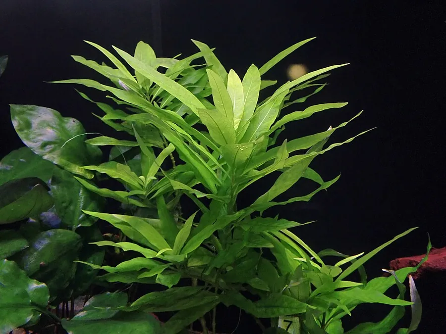 Hygrophila corymbosa – bimë akuariumi