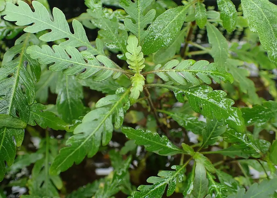 Hygrophila pinnatifida – bimë akuariumi