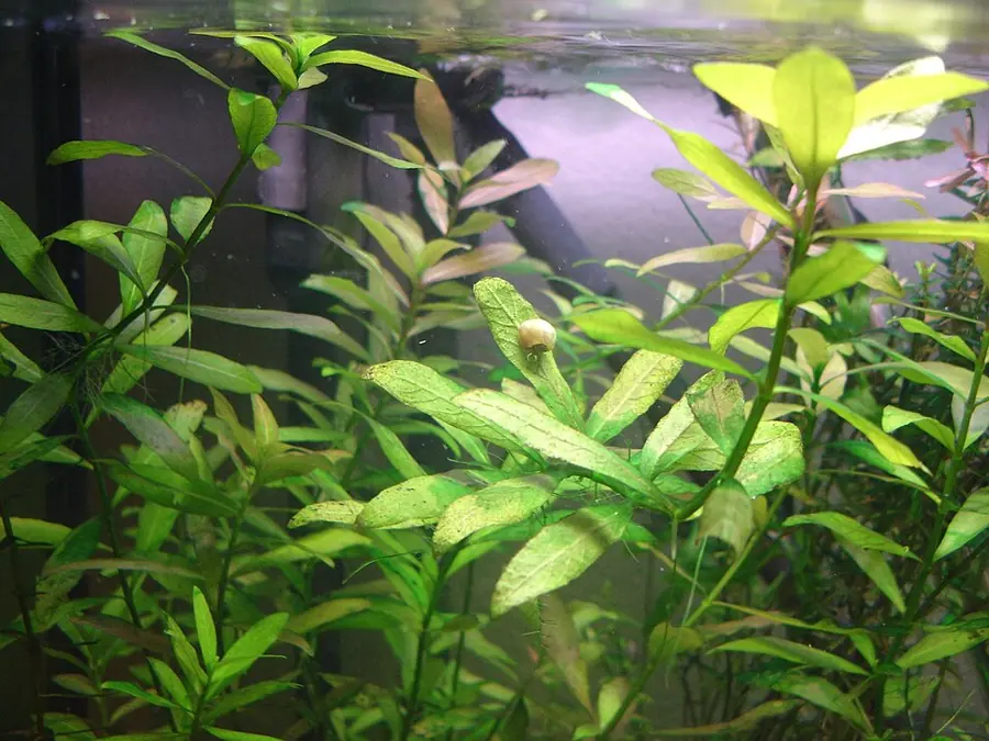 Hygrophila polysperma – bimë akuariumi