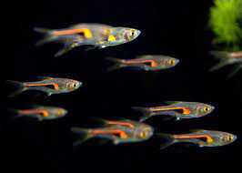 Glowlight Rasbora 1.5-2 cm