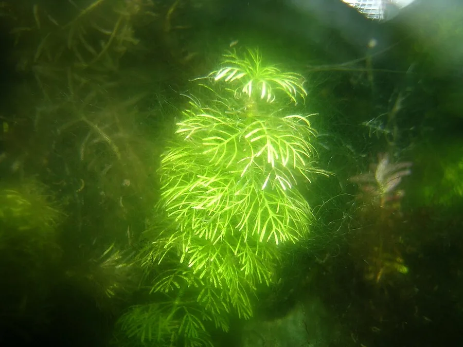 Limnophila sessiliflora – bimë akuariumi