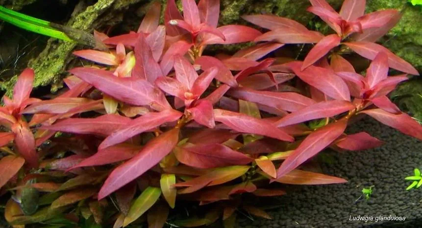 Ludwigia 'Diamond' – bimë akuariumi