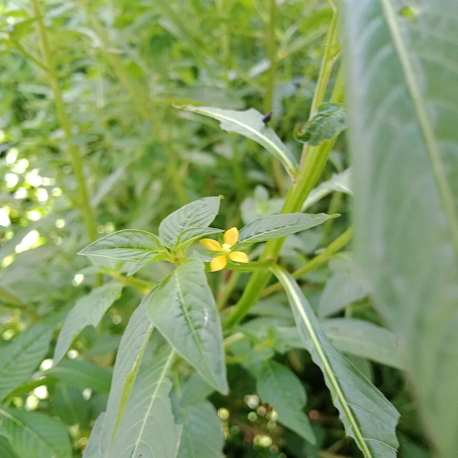Ludwigia glandulosa – bimë akuariumi