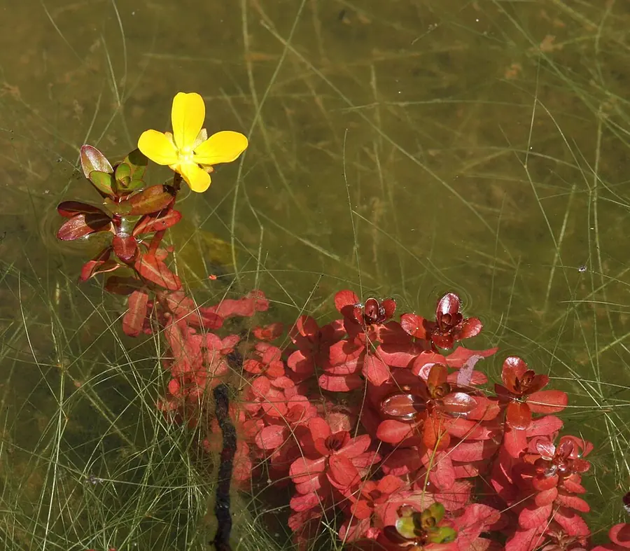 Ludwigia inclinata 'Cuba' – bimë akuariumi